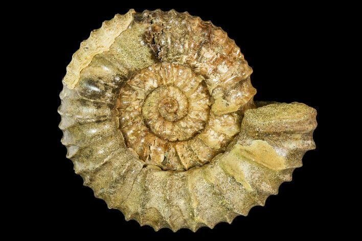 Fossil Ammonite (Pavlovia) - Russia #104581